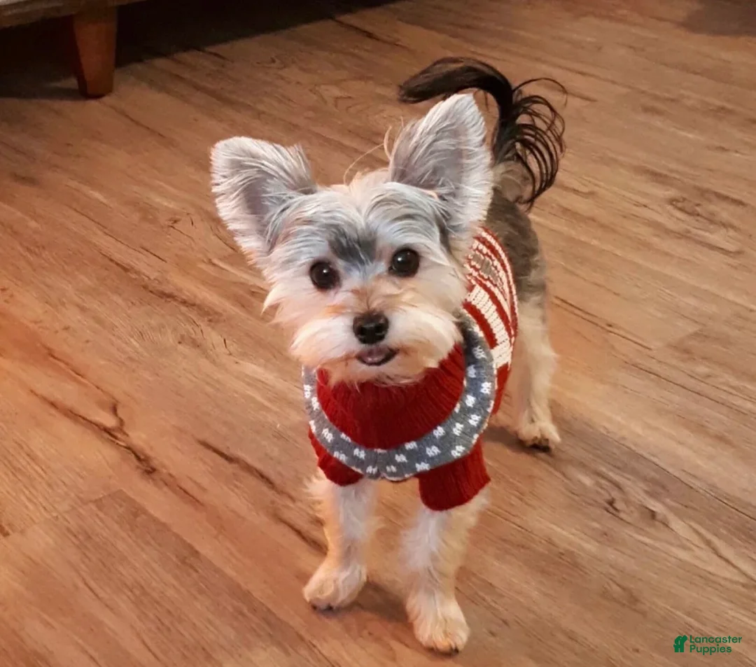 Yorkshire Terrier dogs for sale: Molly  - Ad 8