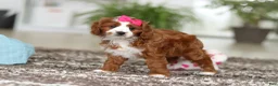 Cavapoo dogs for sale: Angela - Ad 15