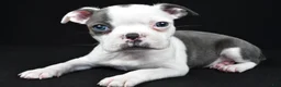 Boston Terrier dogs for sale: Skye - Ad 6