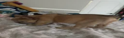 French Bulldog dogs for sale: Isabella new shade fluffy female - Ad 7