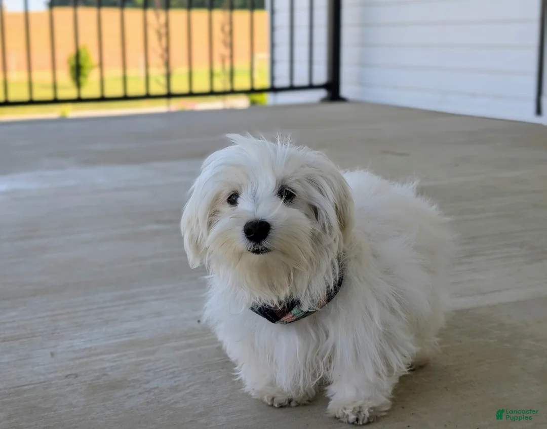 Maltese dogs for sale: Hale 7 lbs Full Grown - Ad 2