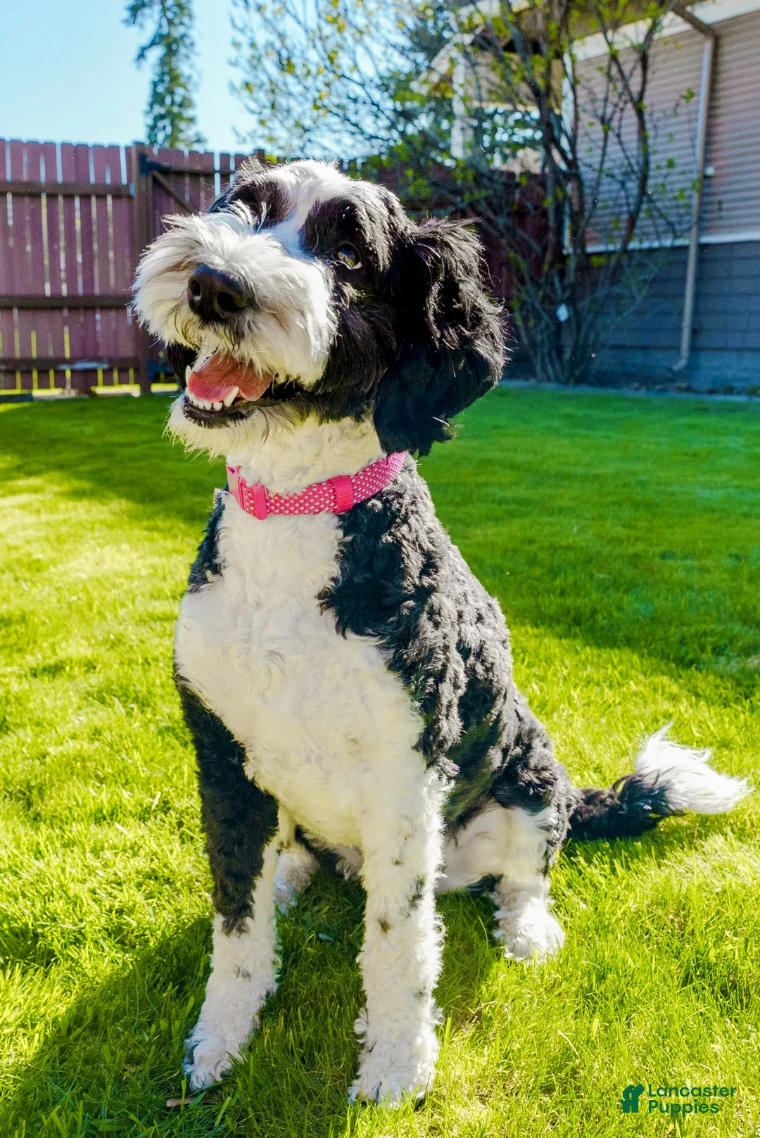 Mini Sheepadoodle dogs for sale: Mini Sheepadoodle Puppy Pick Spot #6 - Ad 2