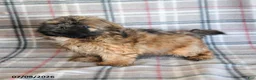 Shih Tzu dogs for sale: Ken  - Ad 13