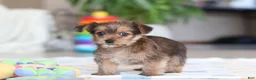 Morkie dogs for sale: Binette - Ad 3