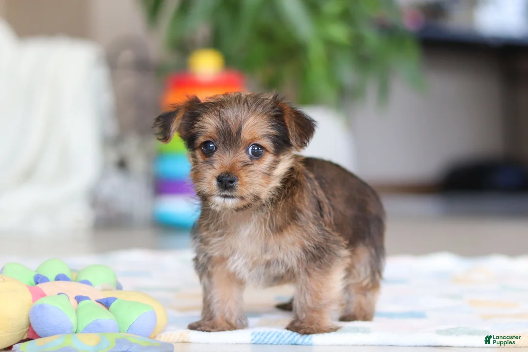 Morkie dogs for sale: Binette - Ad 3