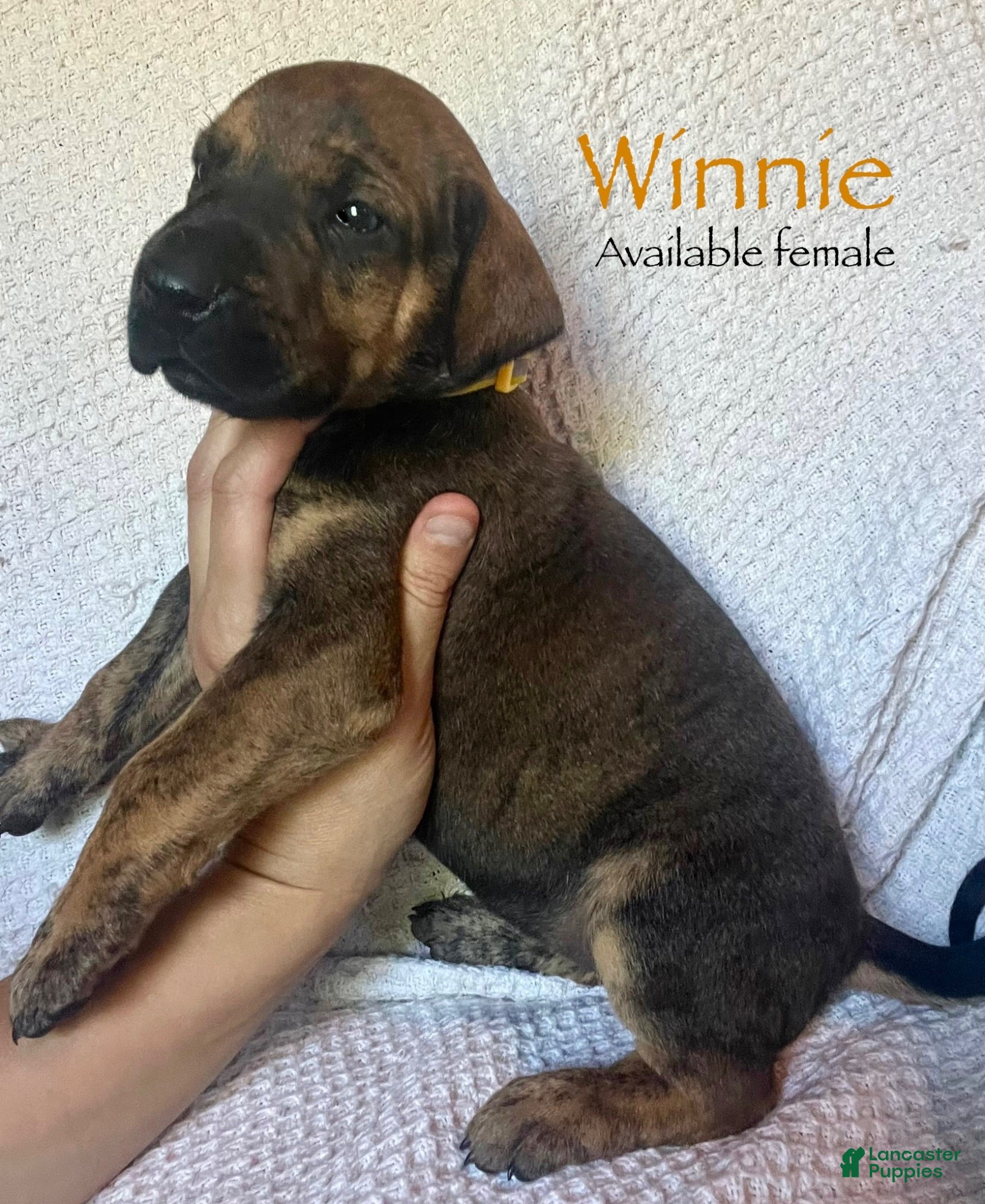 Great Dane dogs Winnie - Ad 37