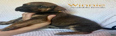 Winnie