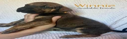 Great Dane dogs for sale: Winnie - Ad 1