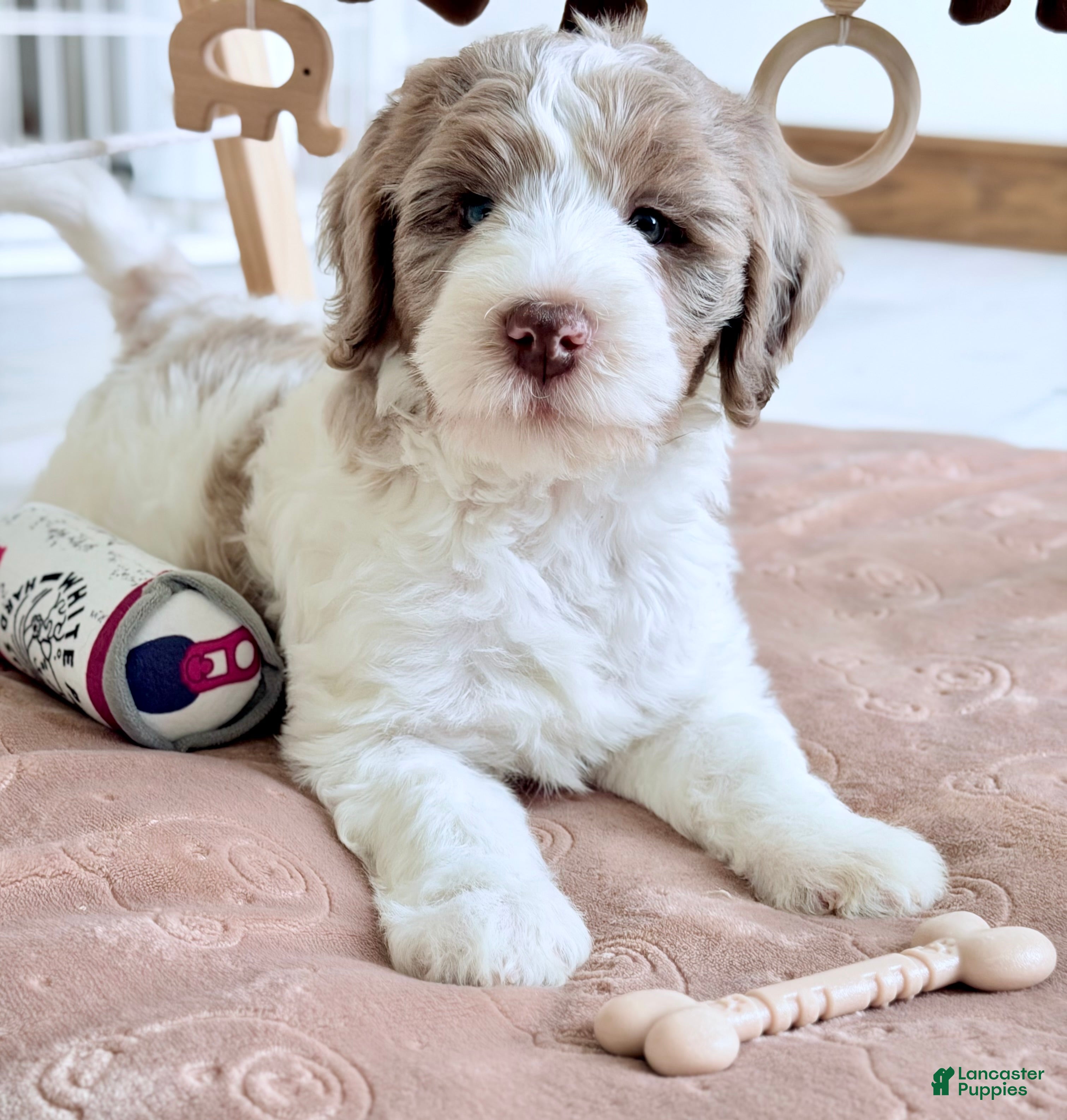 Bernedoodle dogs Praise  - Ad 2