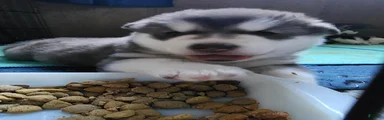 AKC Alaskan malamute female, Lilith, she is spunky and playful. 