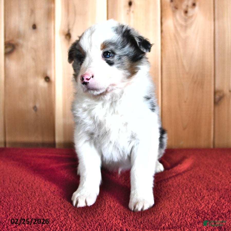 Australian Shepherd dogs Flint - Ad 2
