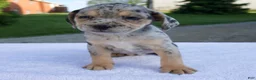 Beabull dogs for sale: Kim - Ad 7