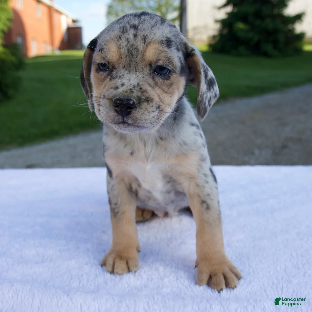 Beabull dogs for sale: Kim - Ad 7