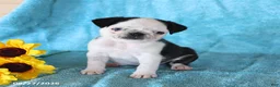 Pug dogs for sale: Sweetie - Ad 4
