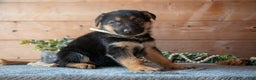 German Shepherd dogs for sale: Spree - Ad 3