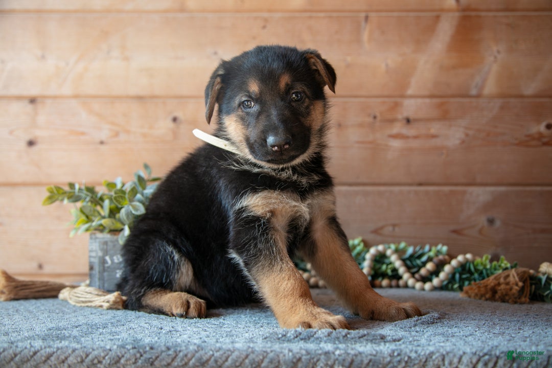 German Shepherd dogs for sale: Spree - Ad 3