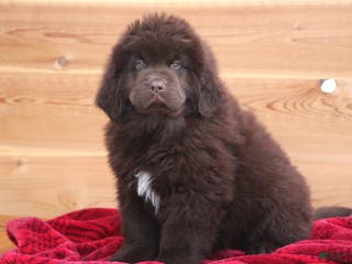 Newfoundland dogs Paisley - Ad 12