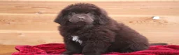 Newfoundland dogs for sale: Paisley-pending - Ad 4