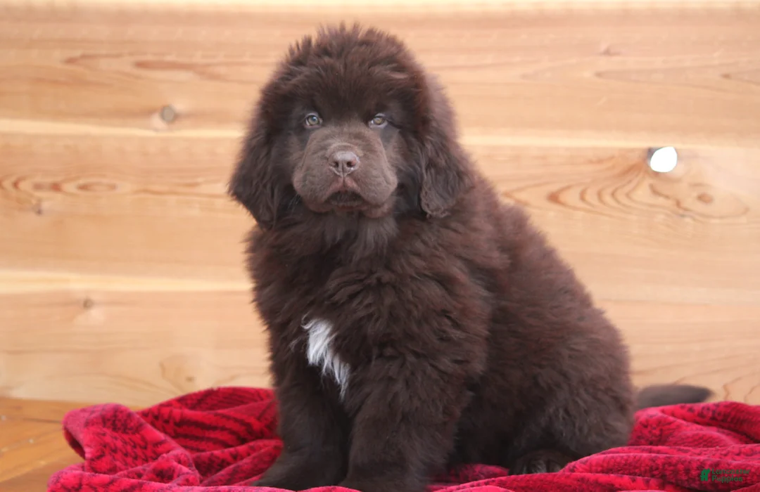 Newfoundland dogs for sale: Paisley-pending - Ad 4