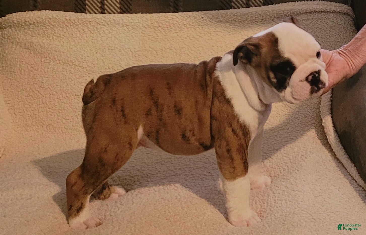 English Bulldog dogs for sale: English Bulldog Male - Ad 2