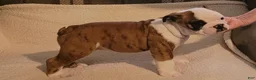 English Bulldog dogs for sale: English Bulldog Male - Ad 1