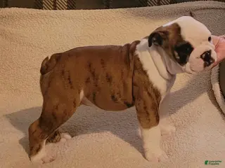 English Bulldog dogs English Bulldog Male - Ad 3