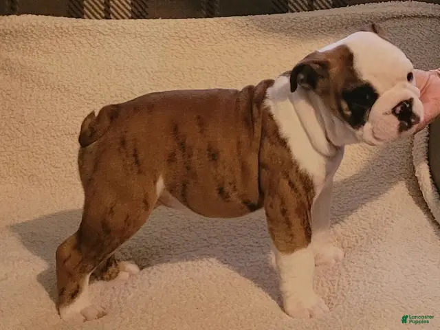 English Bulldog dogs for sale: English Bulldog Male - Ad 1