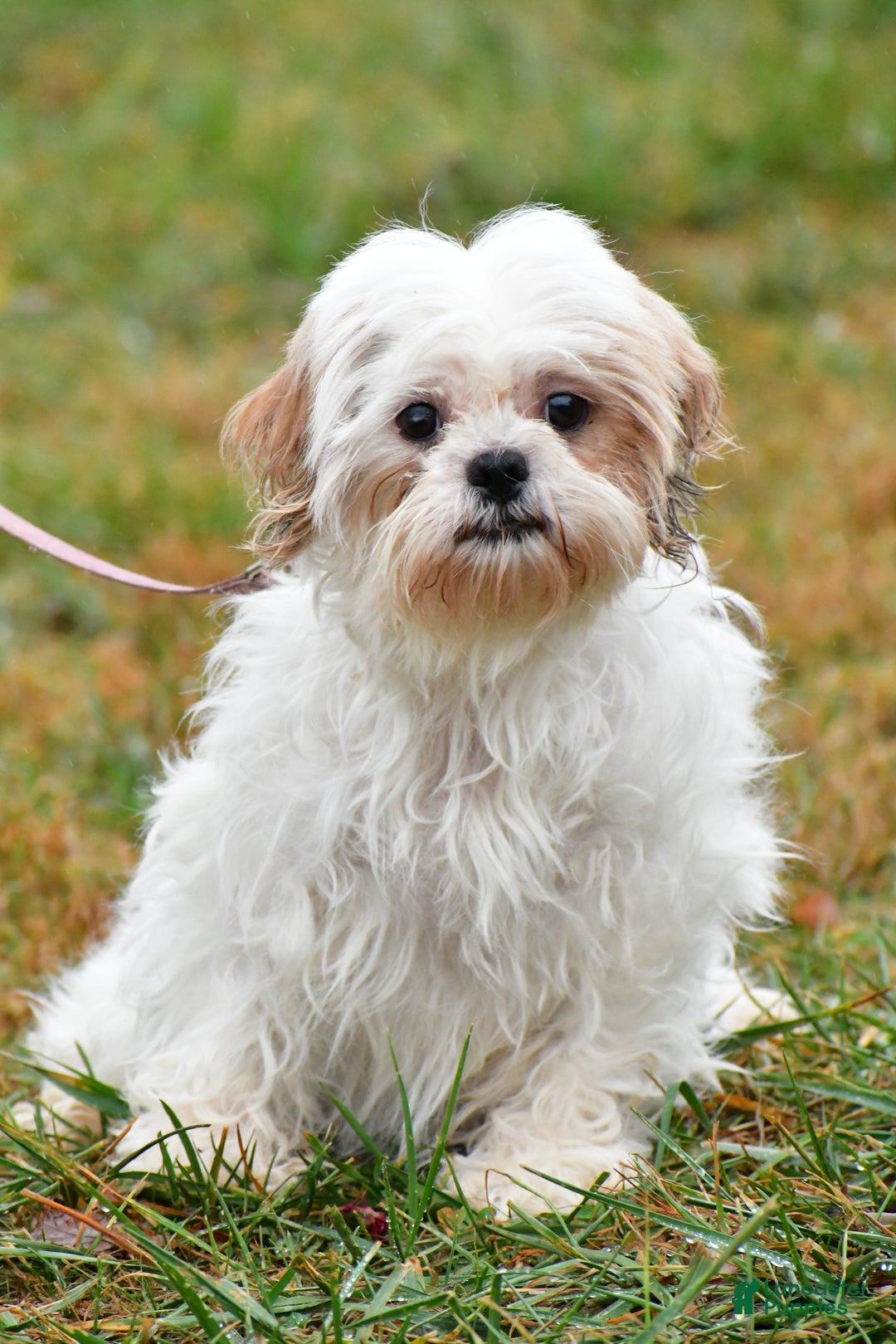 Malshi dogs for sale: Kylie - Ad 11