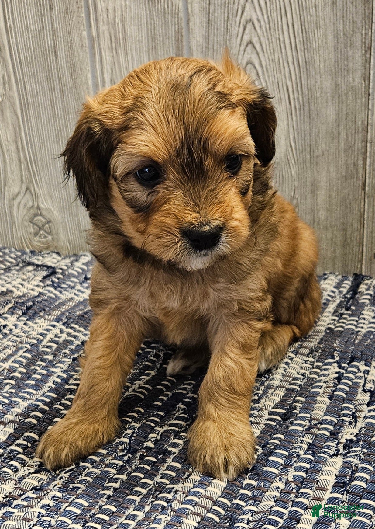 Mixed Breed dogs Reese - Ad 2