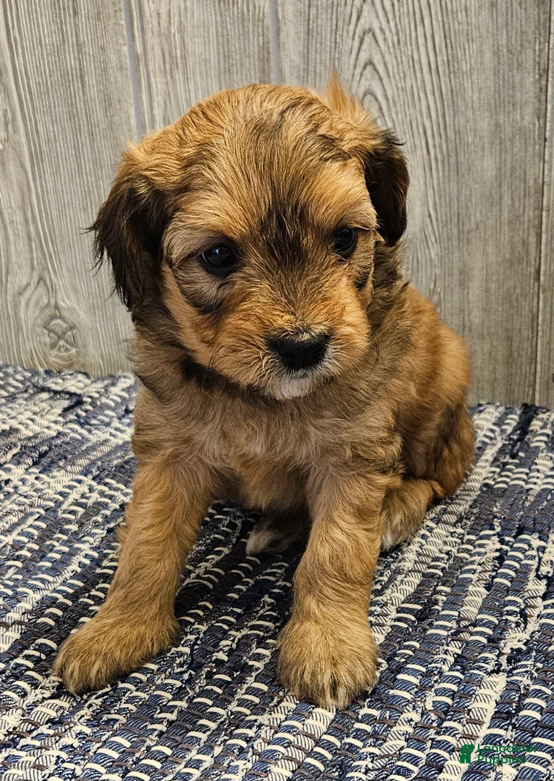 Mixed Breed dogs for sale: Reese - Ad 2
