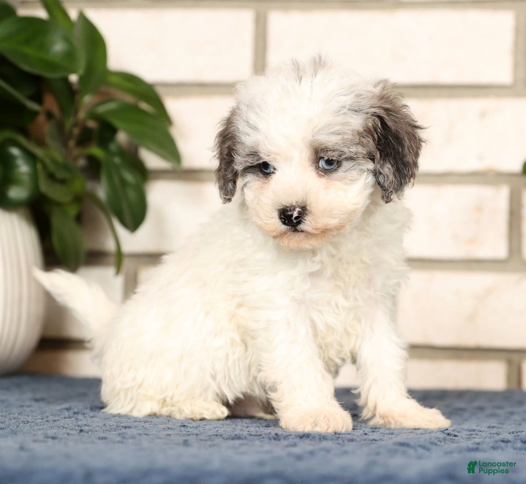 Havapoo dogs for sale: Edward - Ad 4