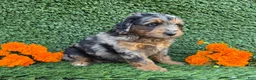 Mini Goldendoodle dogs for sale: Sasha - Ad 4