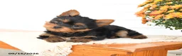 Yorkshire Terrier dogs for sale: Archie - Ad 4