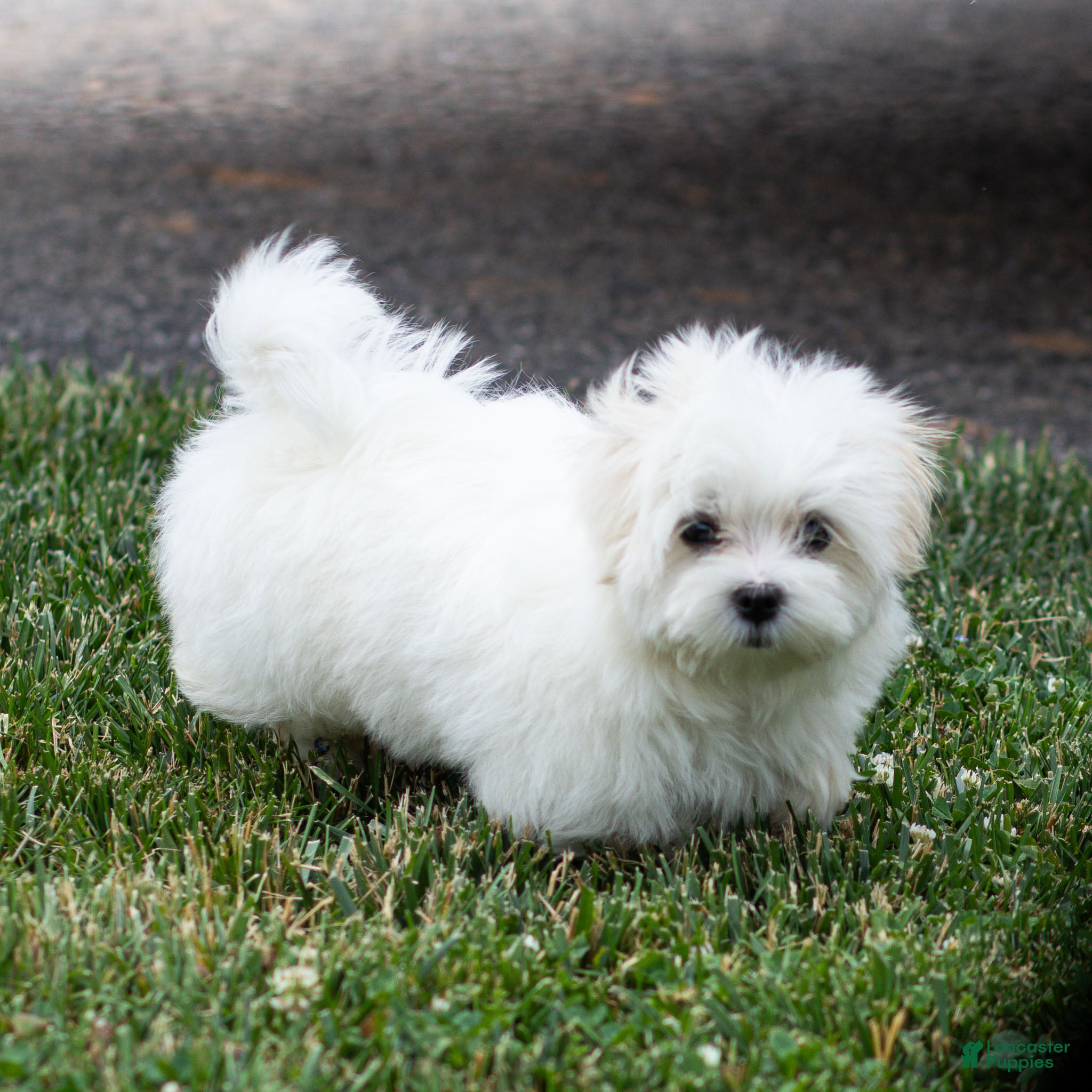 Maltese dogs Millie Maltese Puppy  - Ad 1