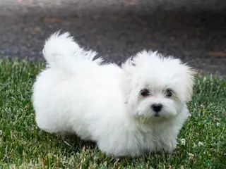Maltese dogs for sale: Millie Maltese Puppy - Ad 1
