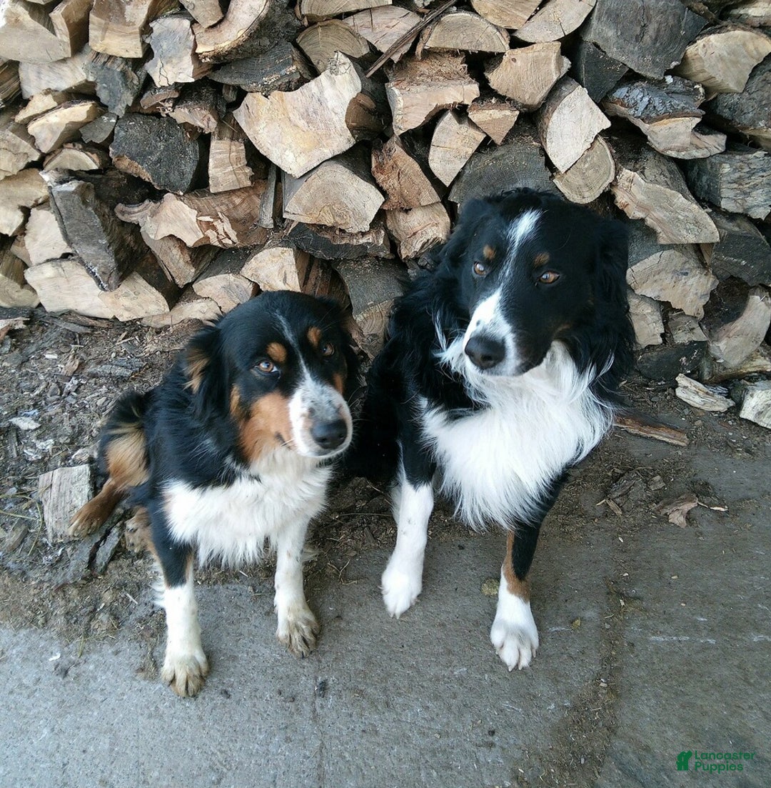 Australian Shepherd dogs for sale: Luna - Ad 10