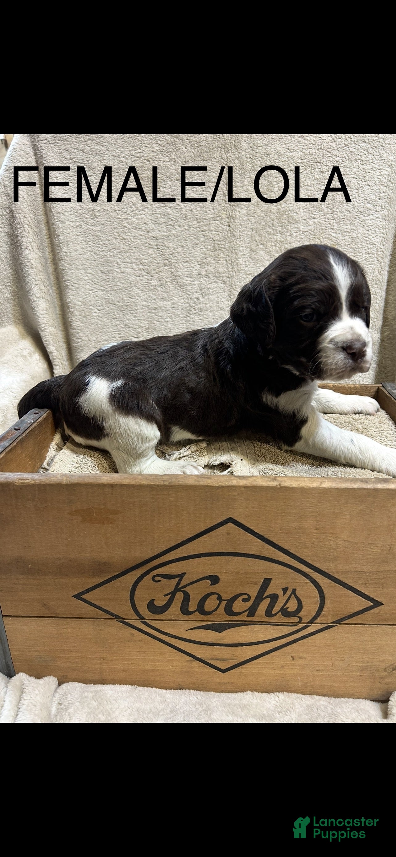 English Springer Spaniel dogs English Springer Spaniel Puppy 3 - Ad 24