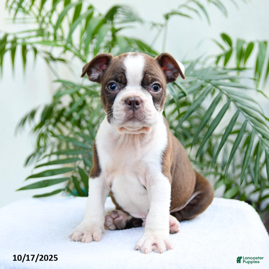 HOT Terrier Mix Boston Terrier Puppy Size Terrier-mix Boston