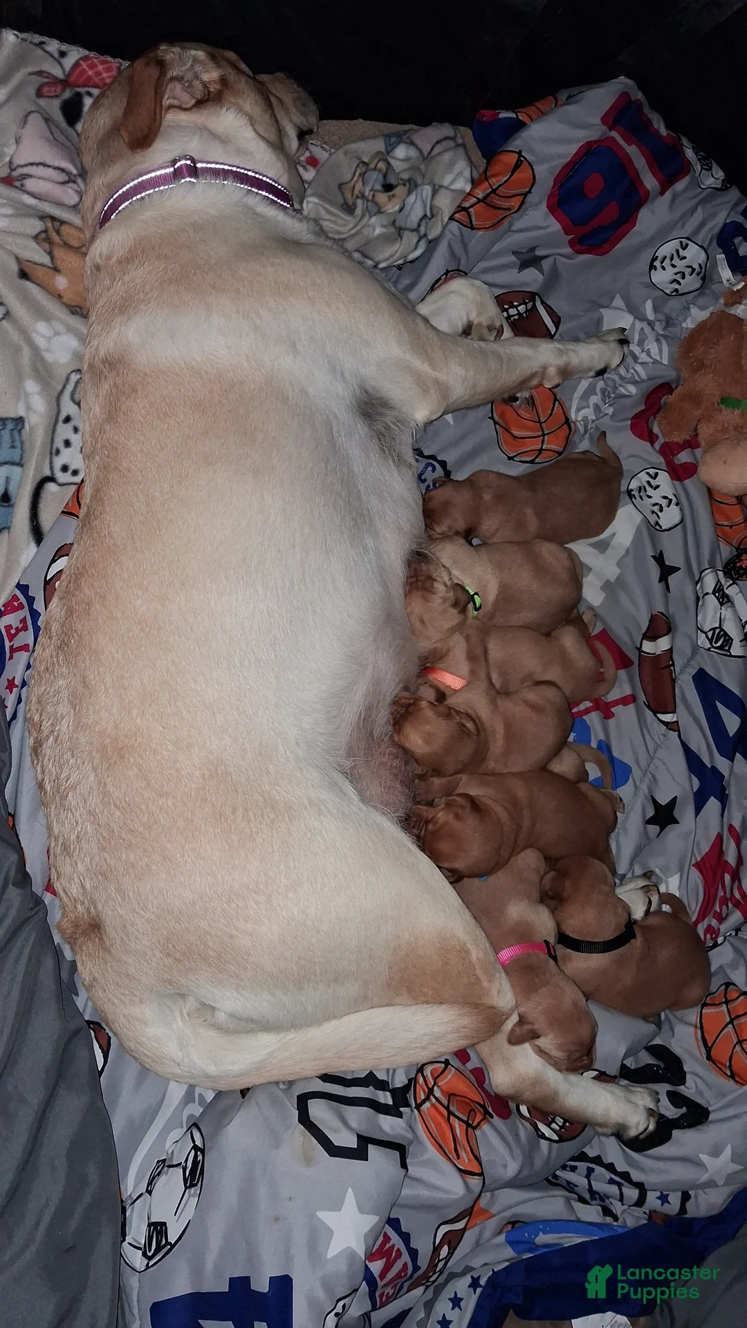 Mixed Breed dogs for sale: Orange collar - Ad 5