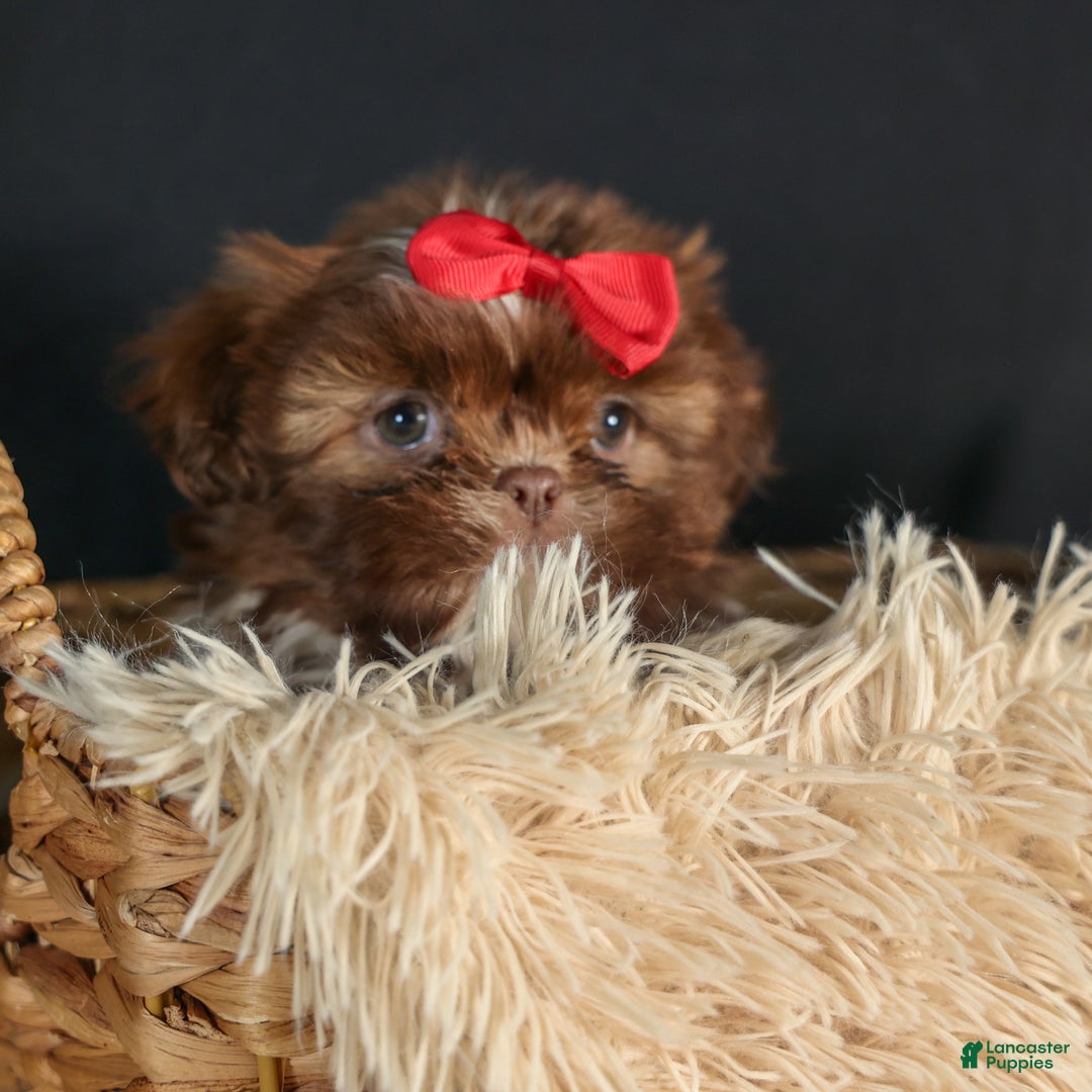 Shih Tzu dogs for sale: ROMEO - Ad 13