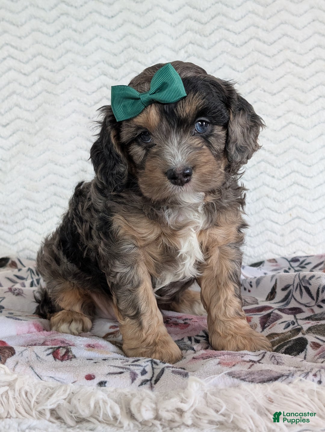 Cavapoo dogs for sale: Charlie  - Ad 30