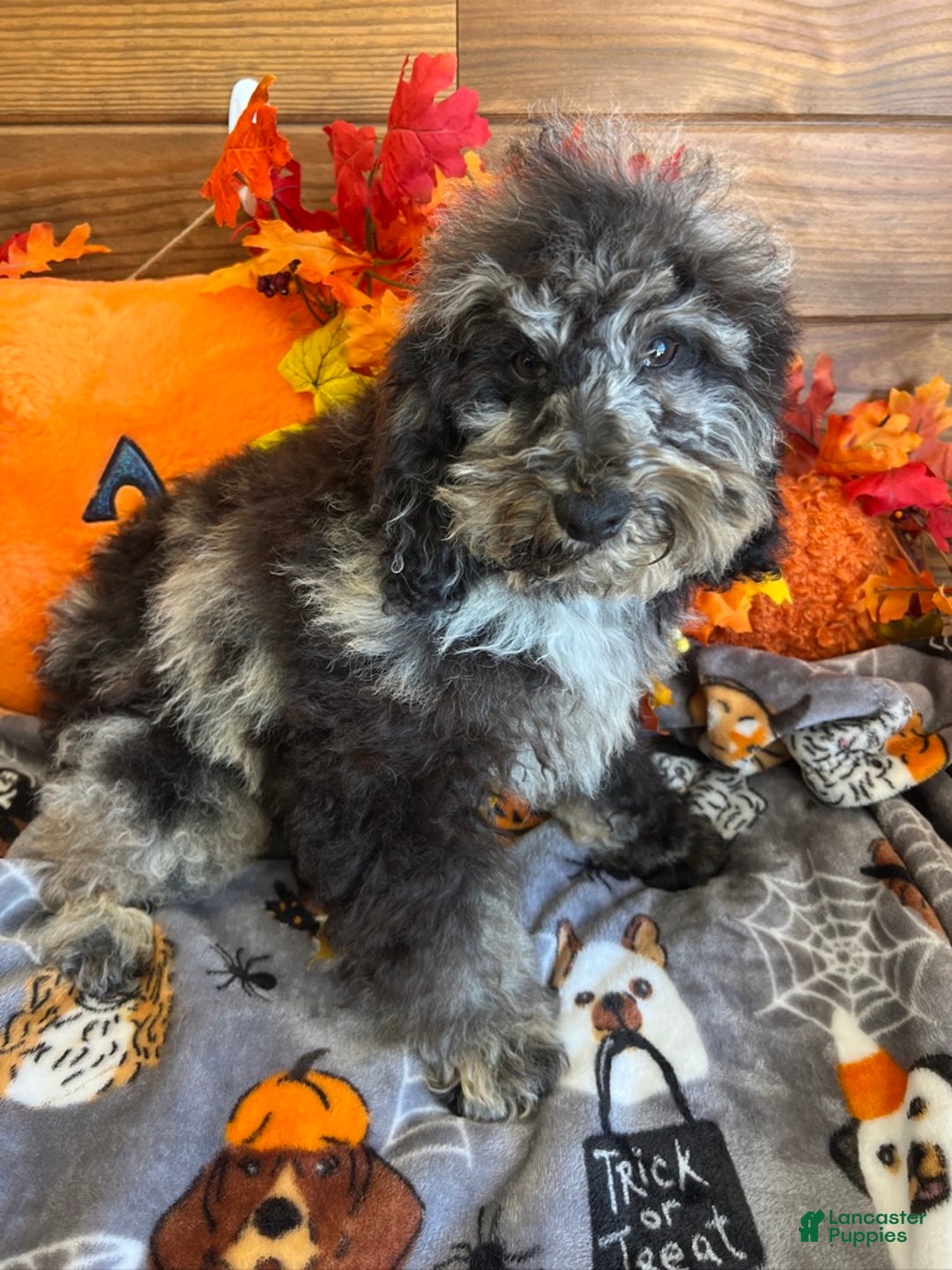 Cockapoo dogs for sale: Brock - Ad 3