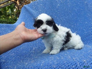 Shihpoo dogs Kolten - Ad 42