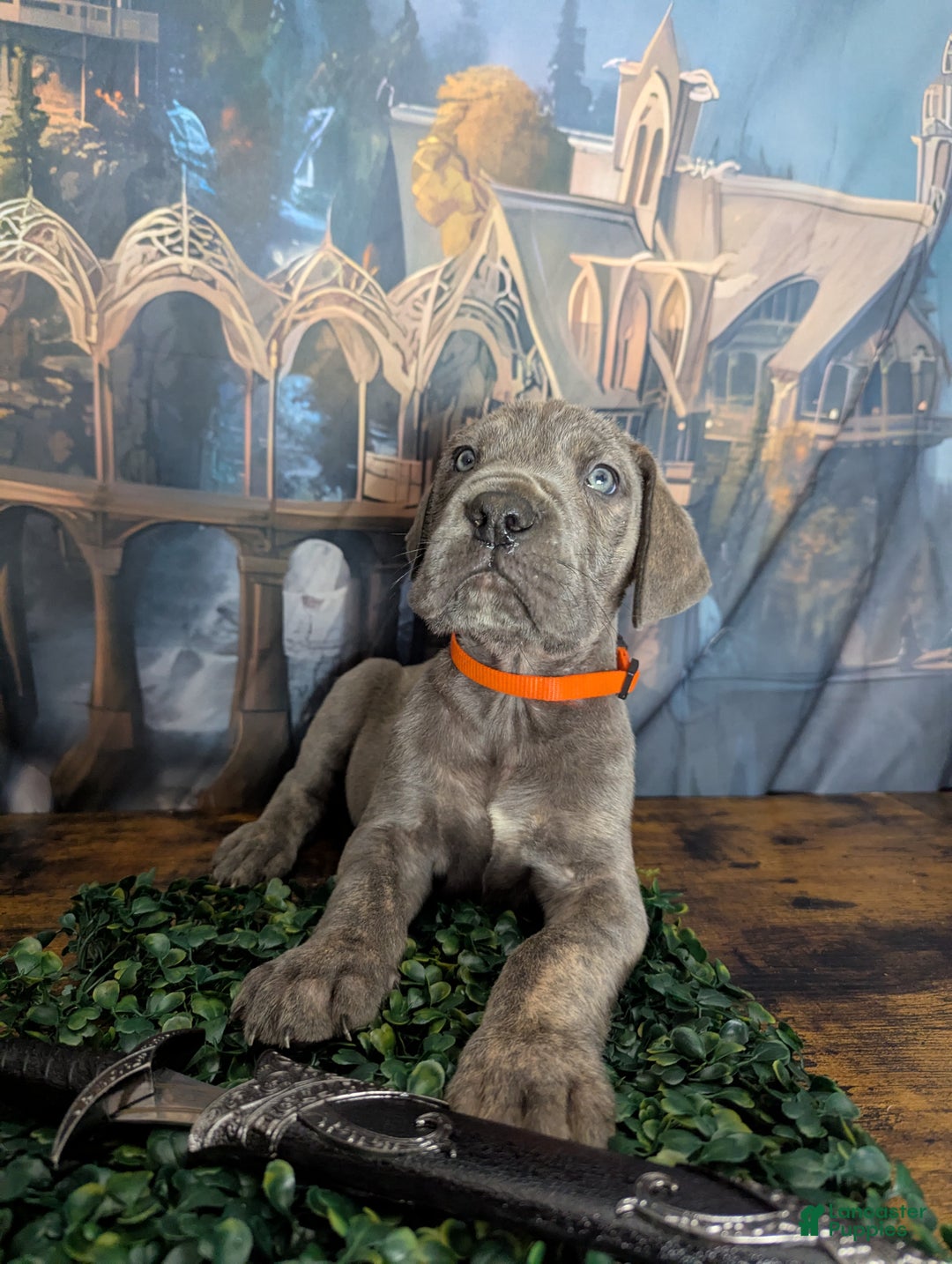 Great Dane dogs for sale: Gimli Male Blue Brindle Great Dane Puppy  - Ad 2