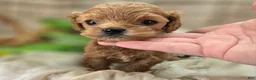 Cockapoo dogs for sale: Girdle - Ad 19