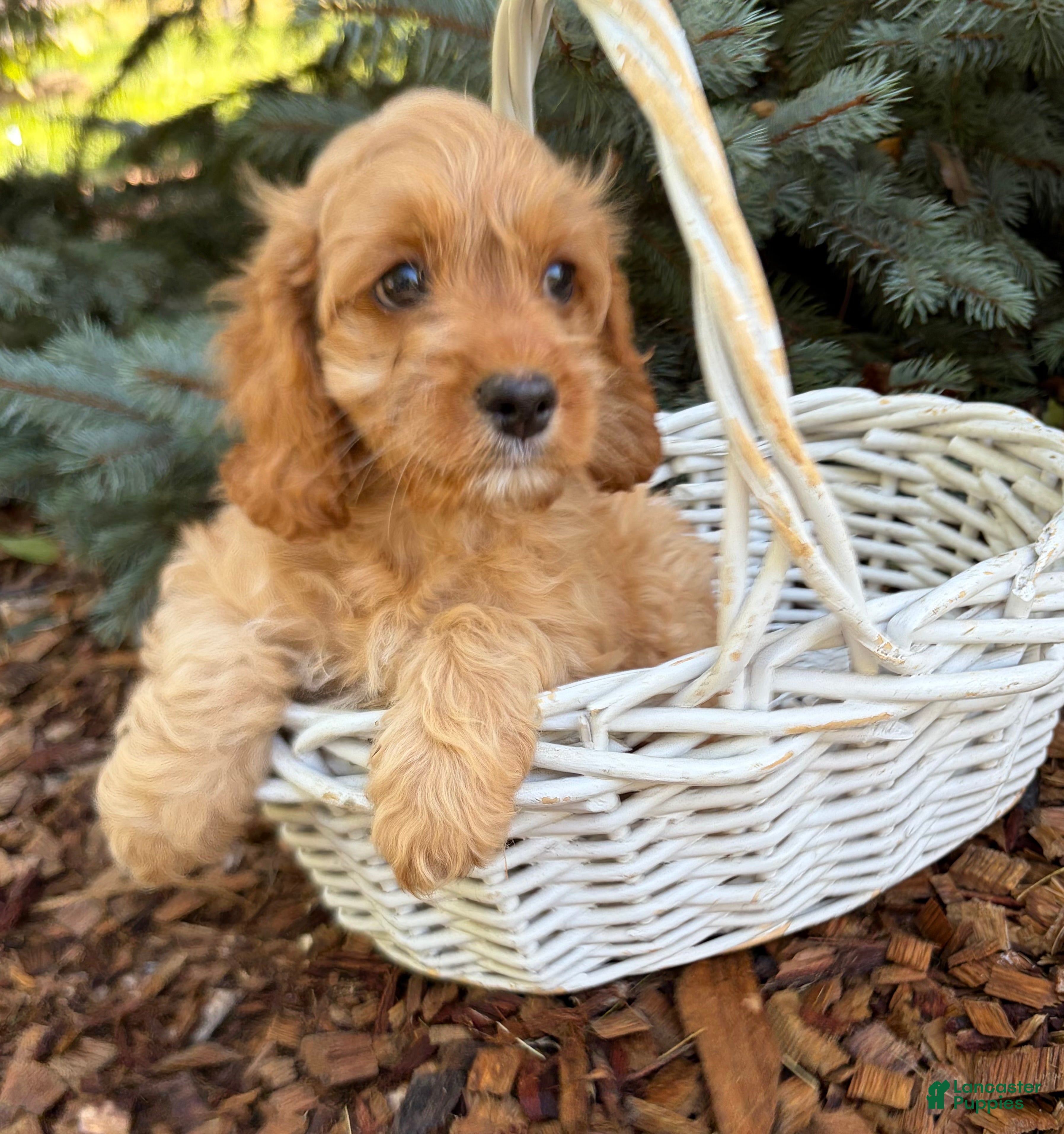 Cockapoo dogs Brielle - Ad 2