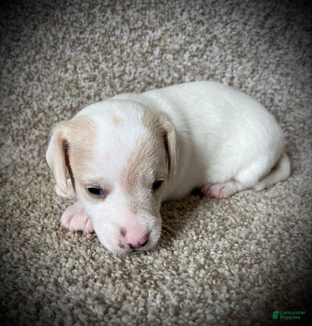 Miniature Dachshund dogs for sale: White Chocolate  - Ad 6