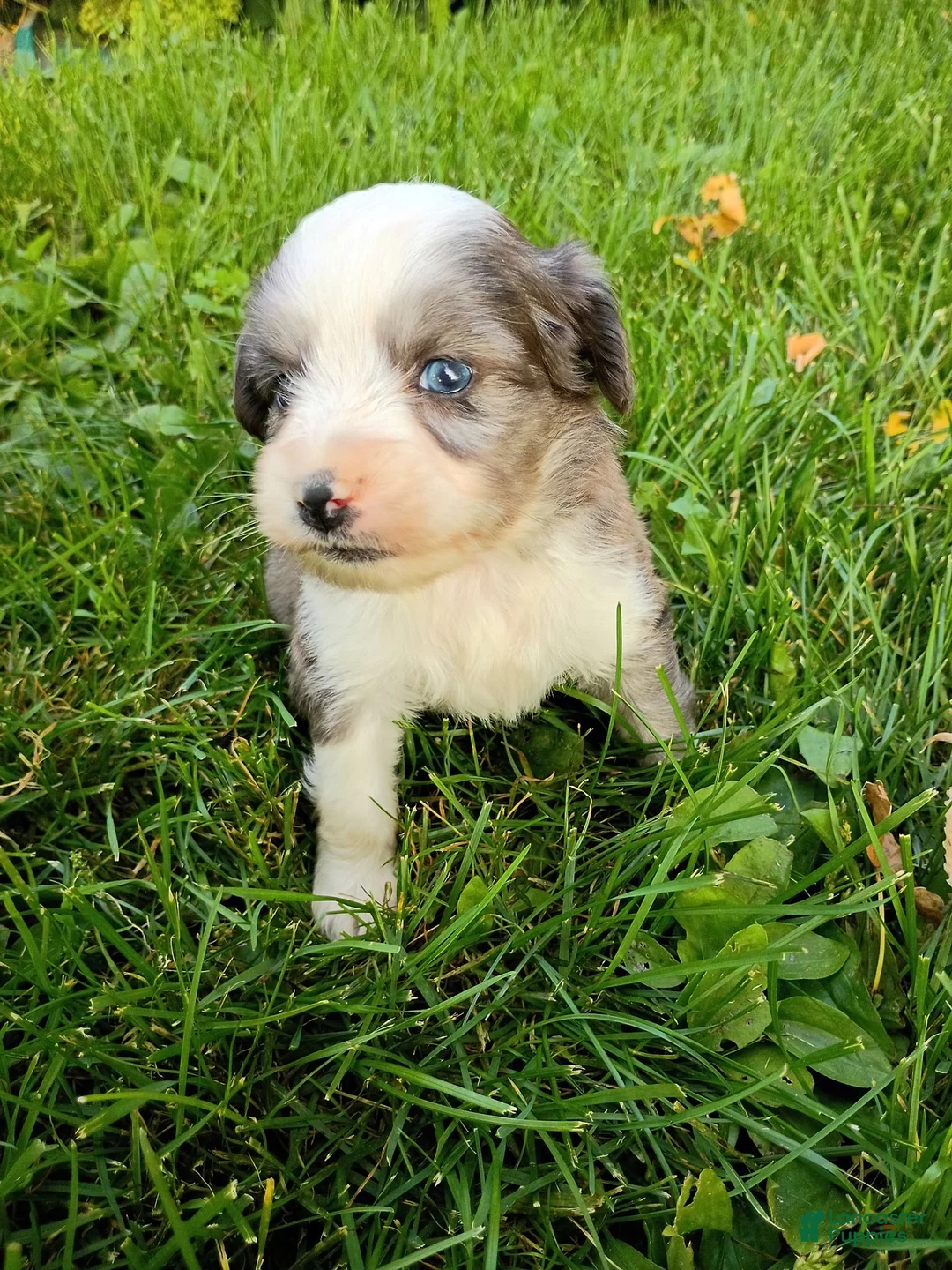 Mini Aussiedoodle dogs for sale: Pal - Ad 1