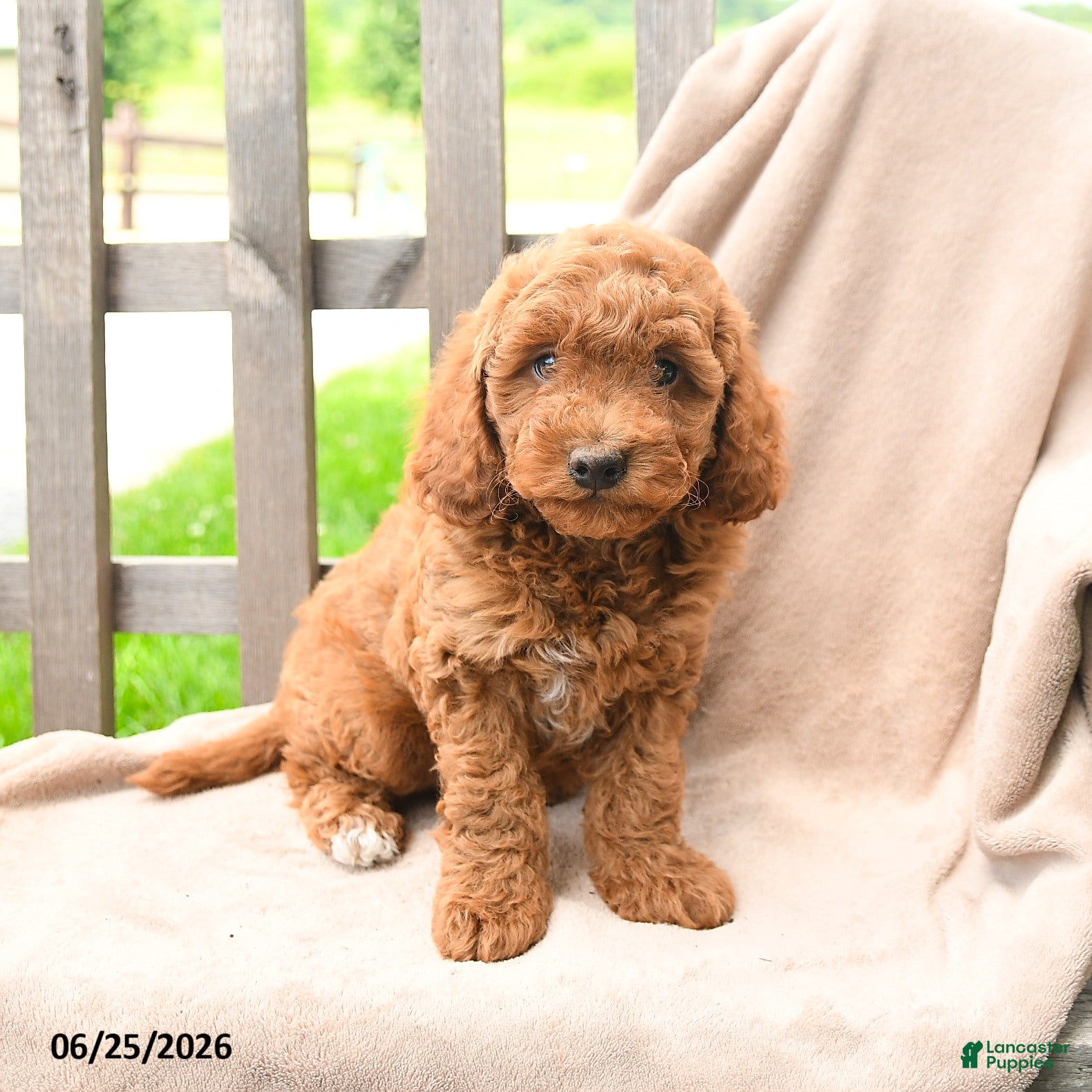 Cavapoo dogs Kamden - Ad 1