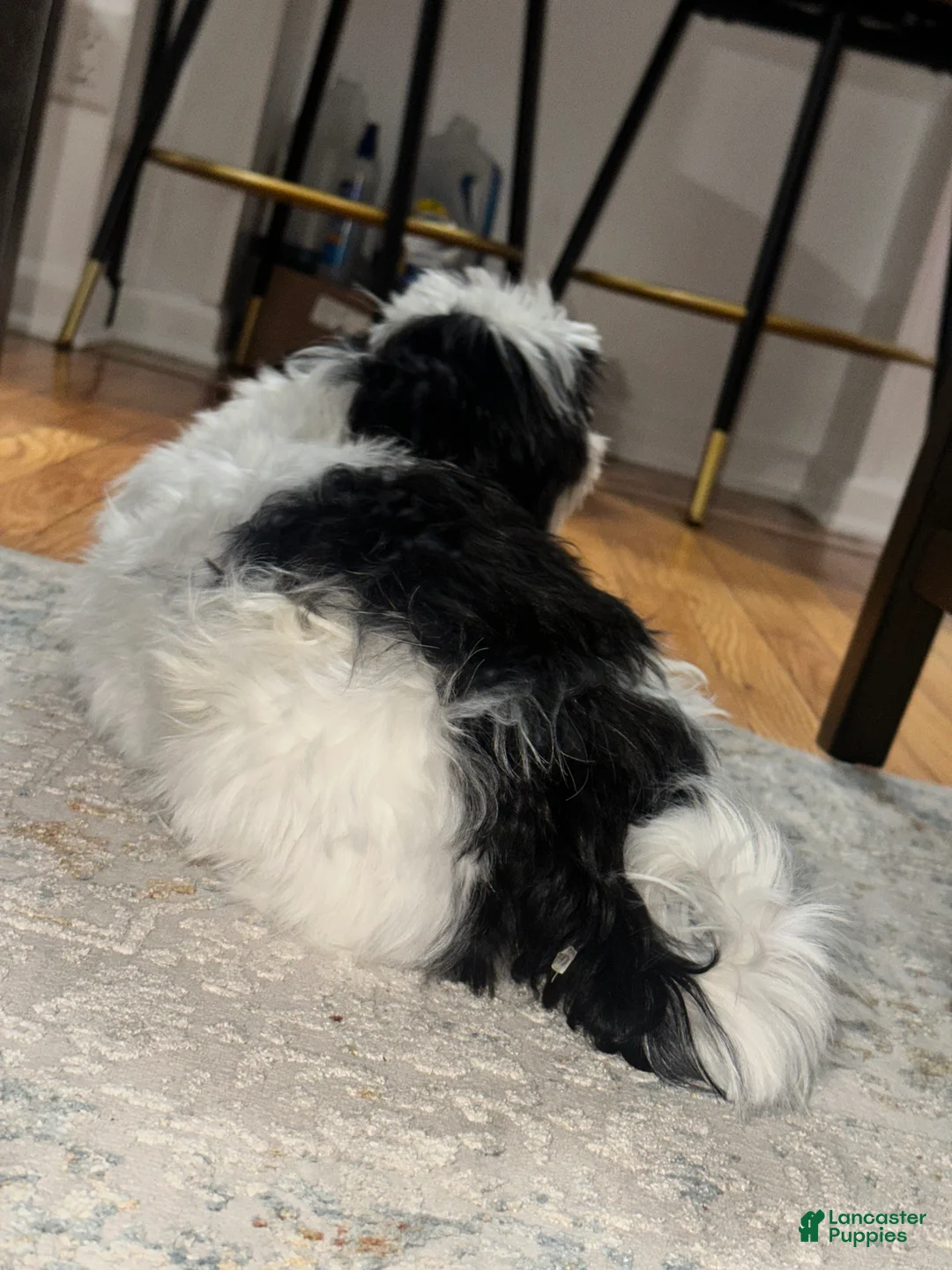 Malshi dogs for sale: Malshi Puppy 1 - Ad 9